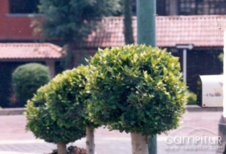 13 desempleados contratados por el Ayuntamiento de Llerena 